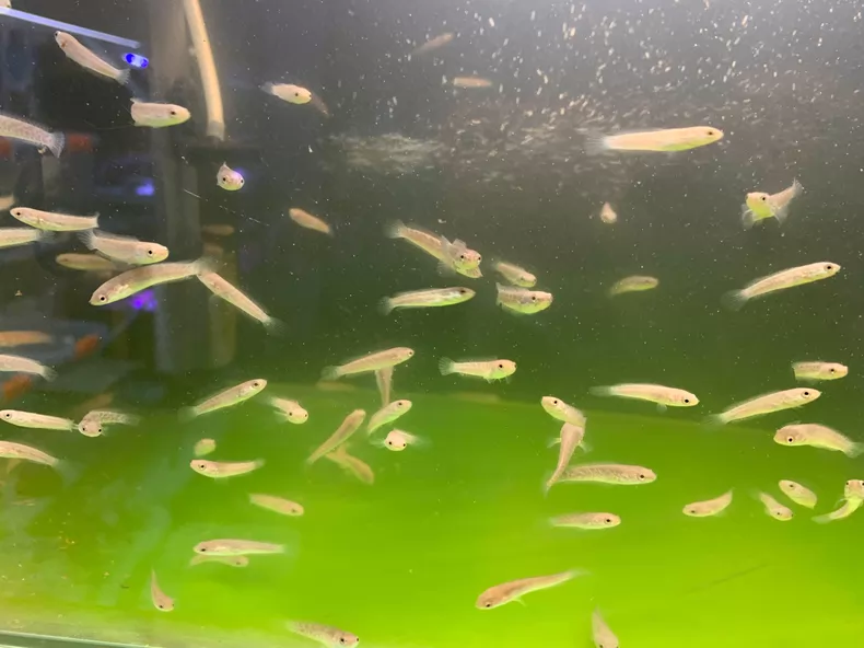 【包邮包损】国产火背/彩虹雷龙苗 3-5cm 视频实拍 挑大先发！